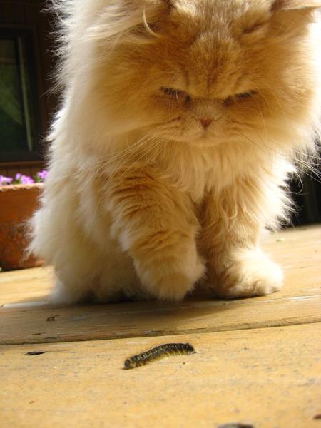 Cat e4h