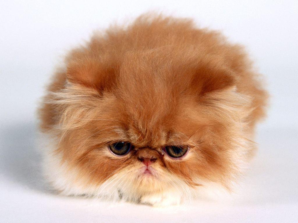 Cat e4l