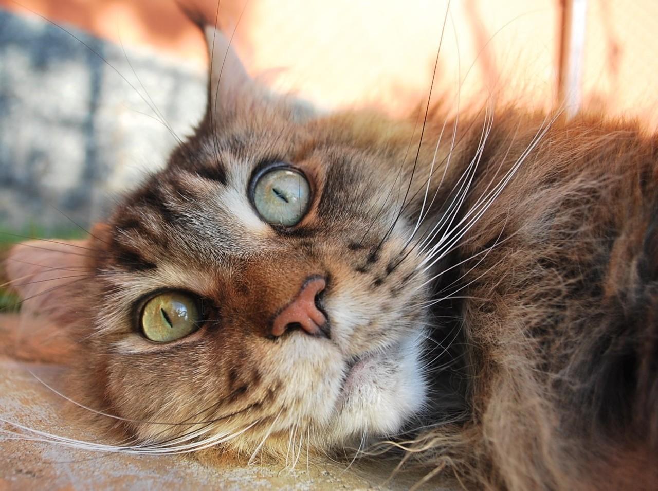 Cat e4q