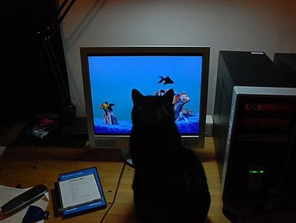 Cat e4r