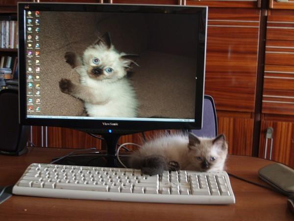 Cat e4s
