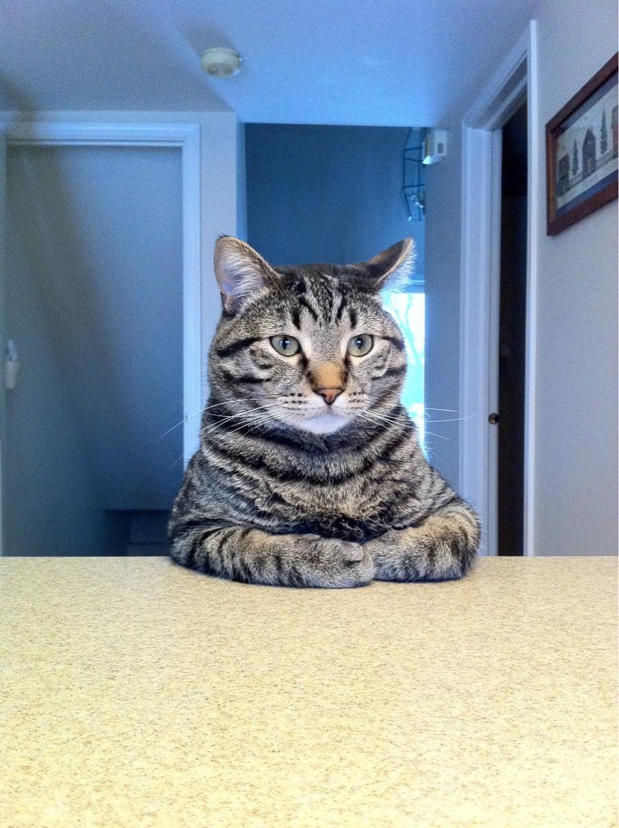 Cat e5e