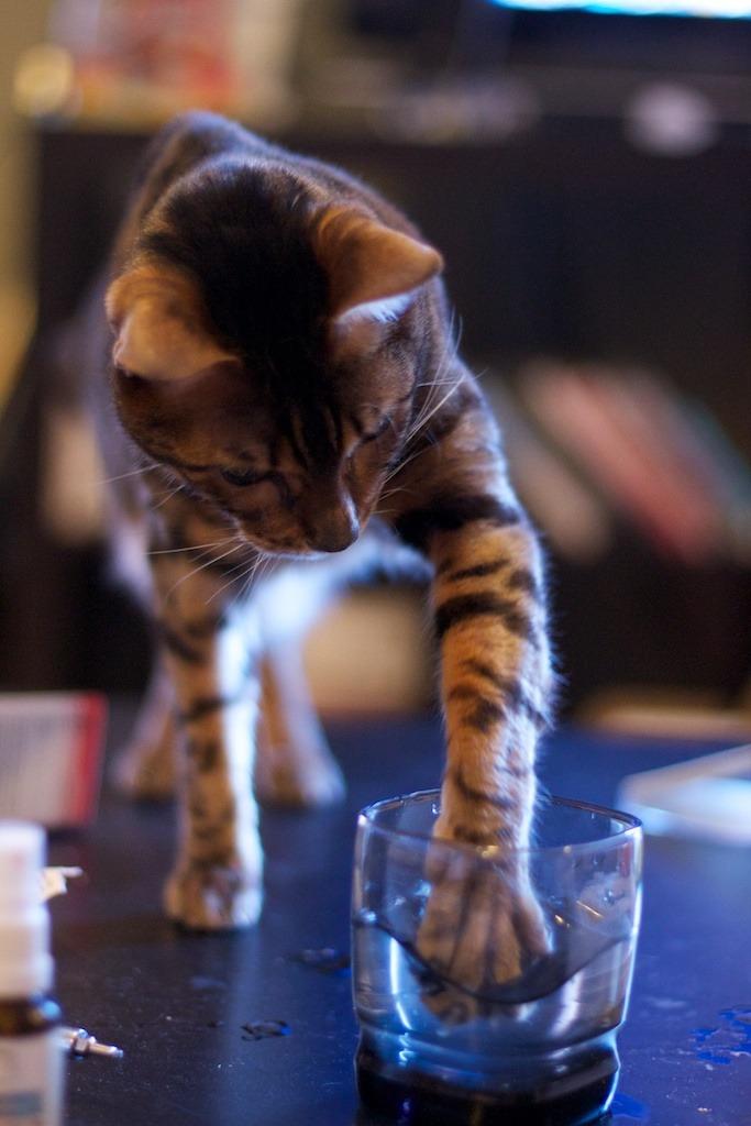 Cat e5k