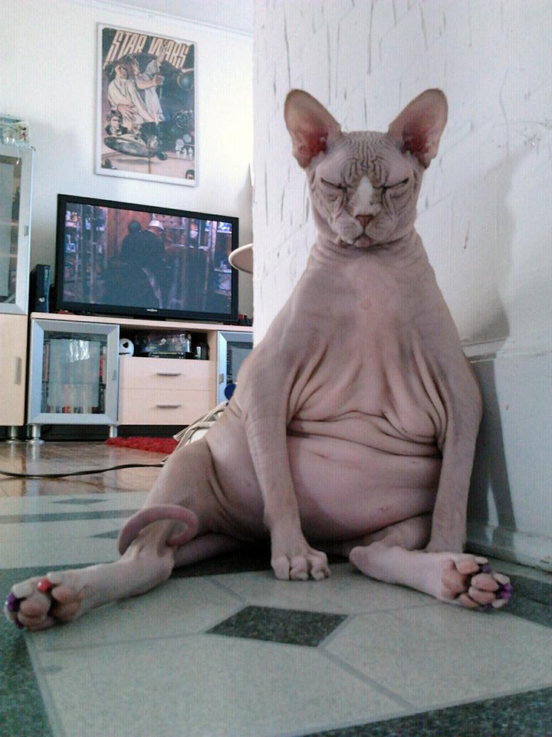 Cat e5l