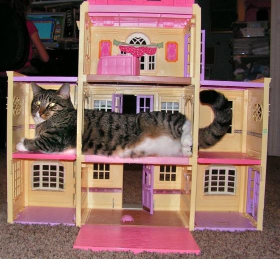 Cat e5r