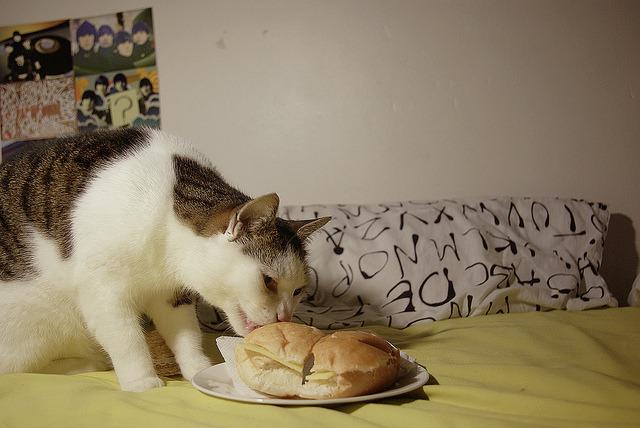 Cat e62