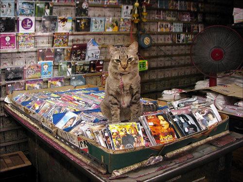 Cat e64