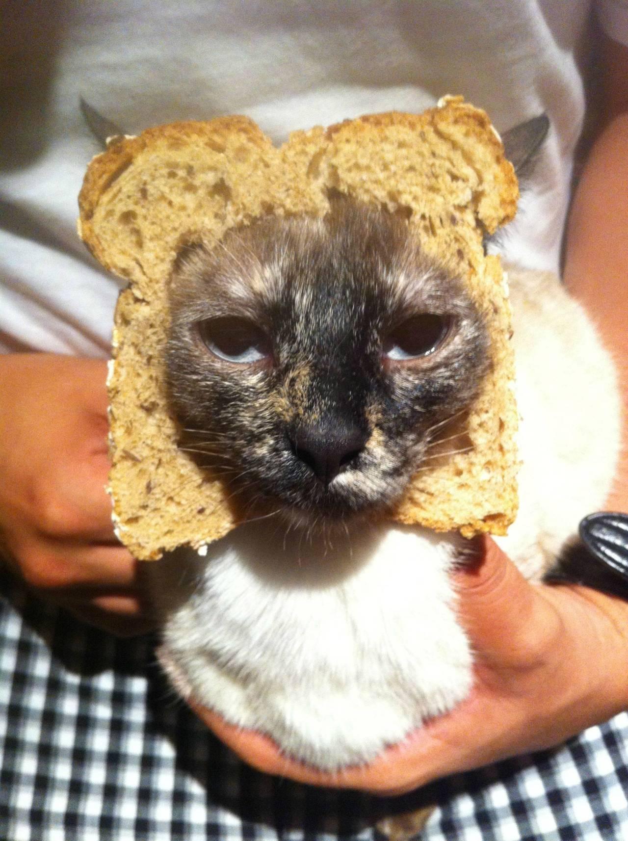 Cat e66