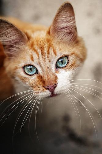 Cat e6f