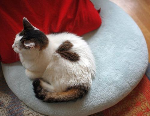Cat e6i
