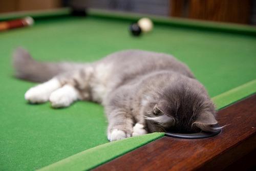 Cat e6n