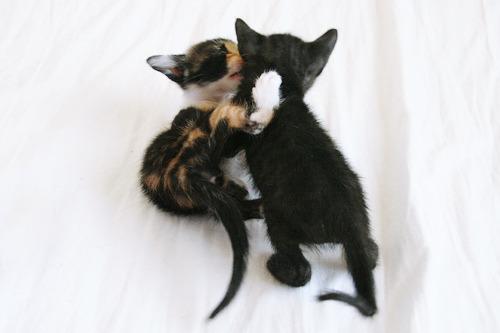 Cat e6r