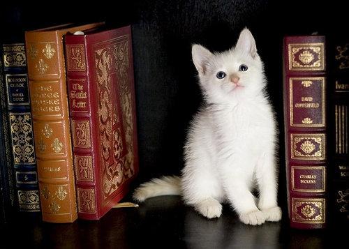 Cat e6s