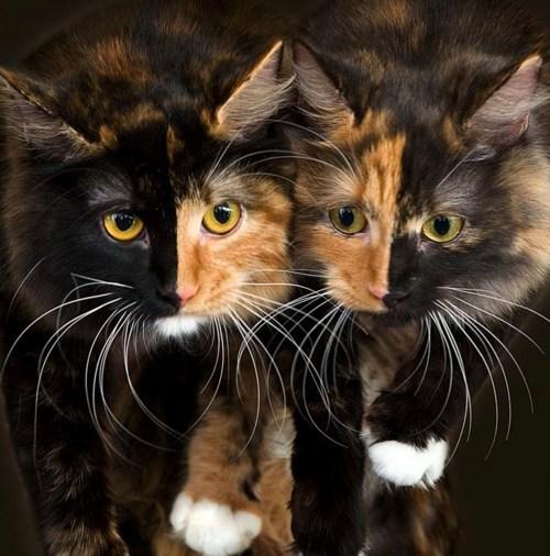 Cat e6u
