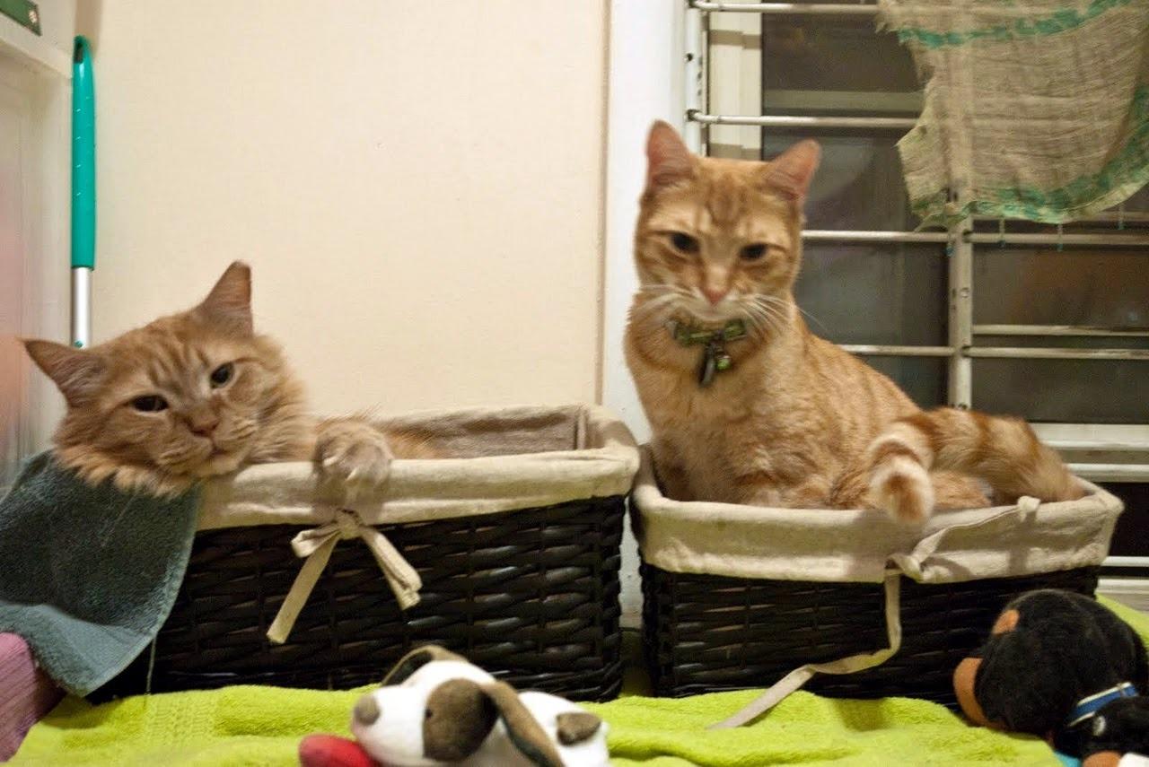 Cat e7