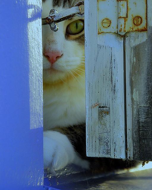 Cat e7g