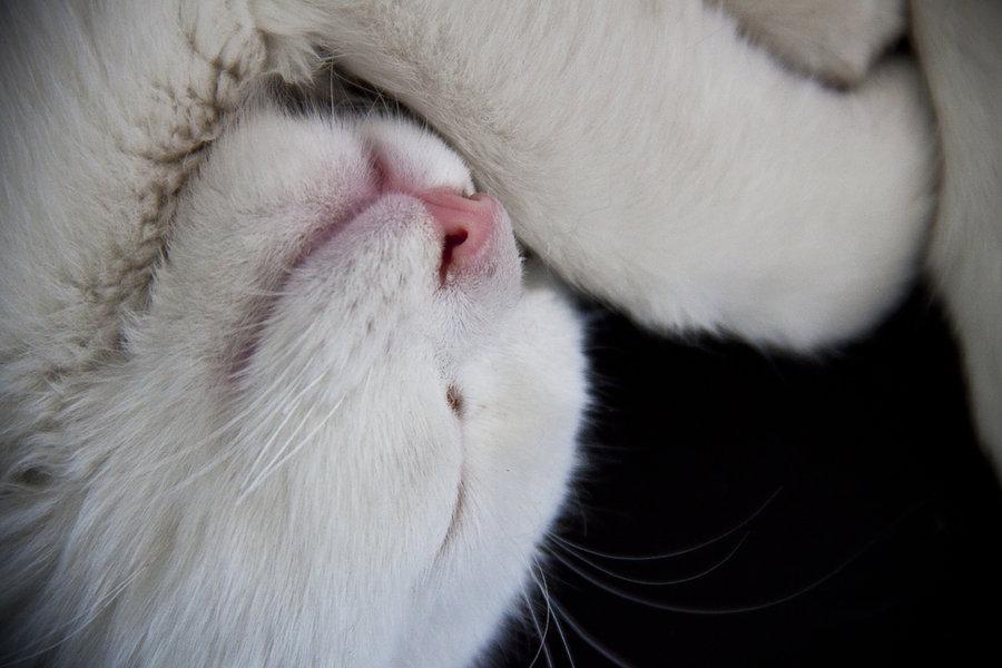 Cat e7i