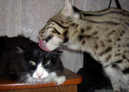 Cat e7m