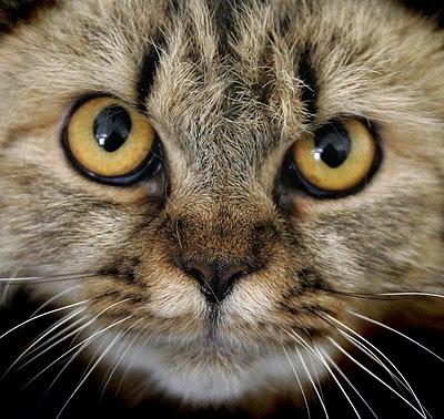 Cat e7r
