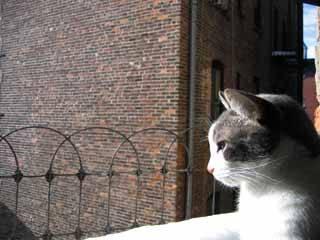 Cat e7t
