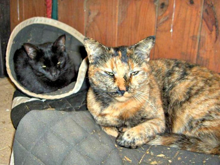 Cat e7u