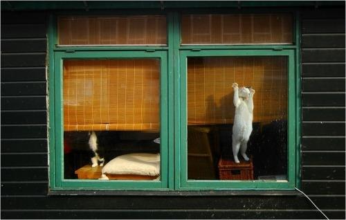 Cat e8c