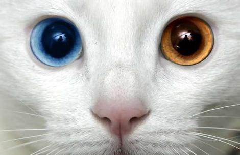 Cat e8d