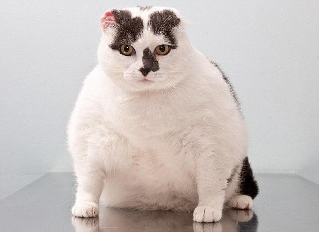 Cat e8f