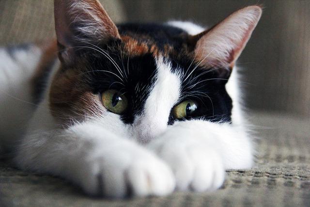 Cat e8m