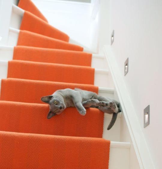 Cat e8o