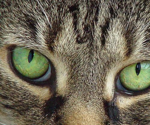 Cat e8t