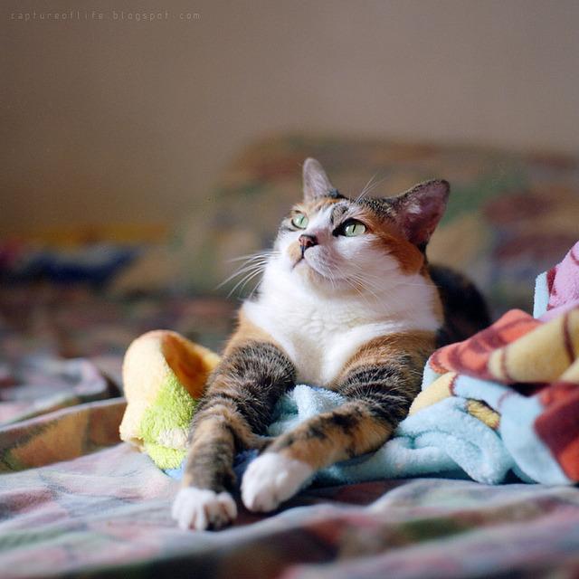 Cat e99
