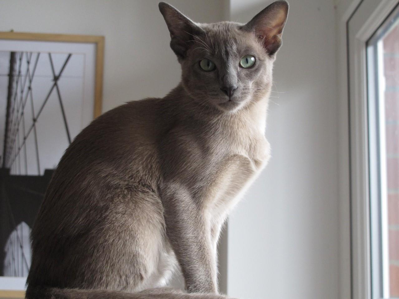 Cat e9GFNGkwq