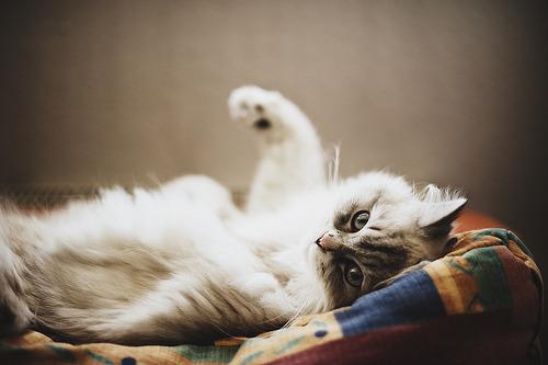 Cat e9c