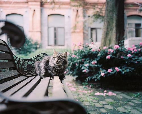 Cat e9d