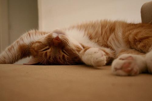 Cat e9e