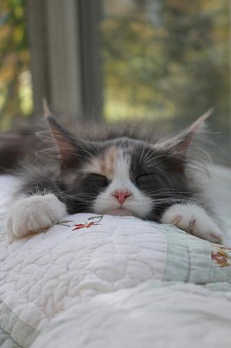 Cat e9o