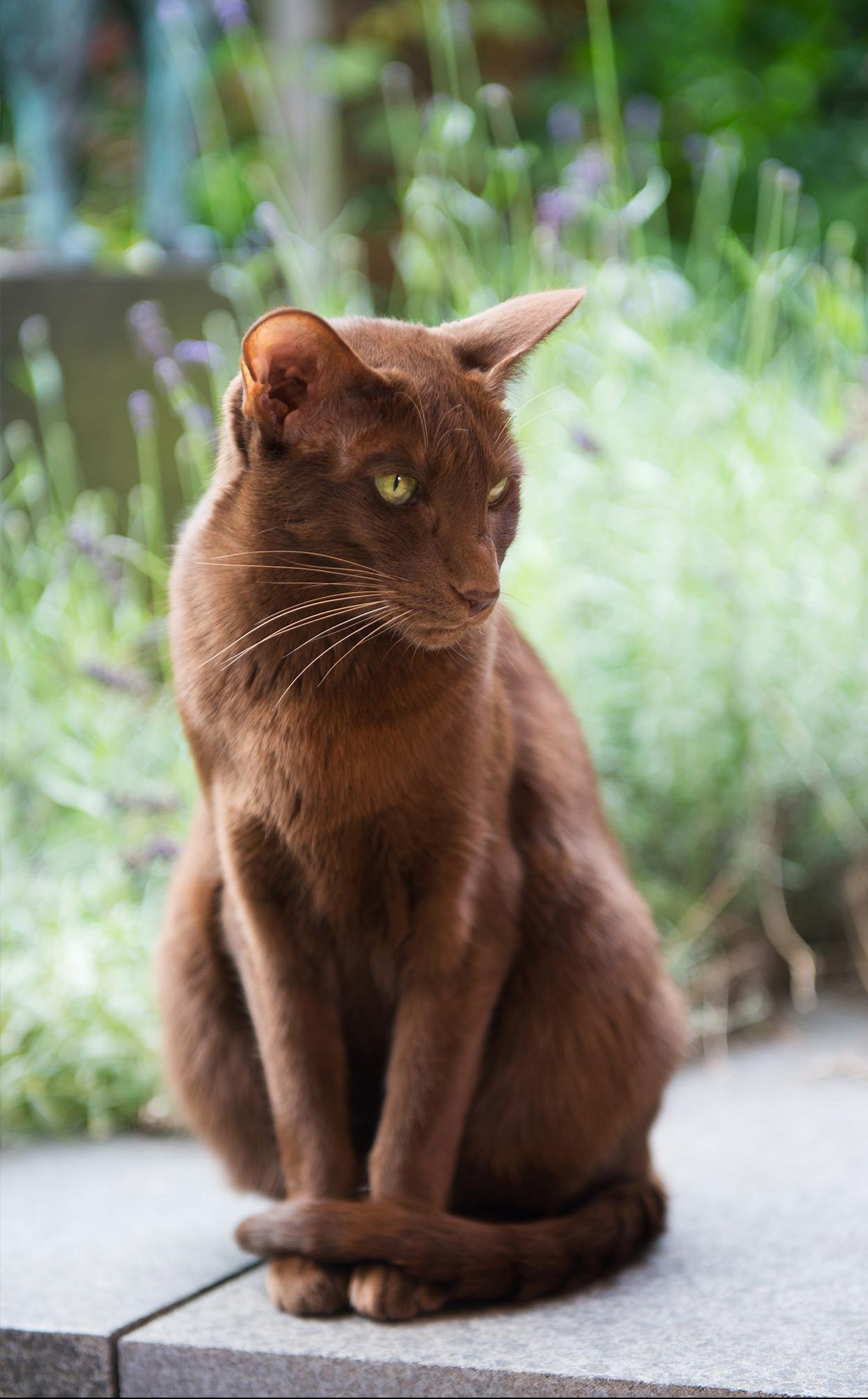Cat eJUcA5Wt-