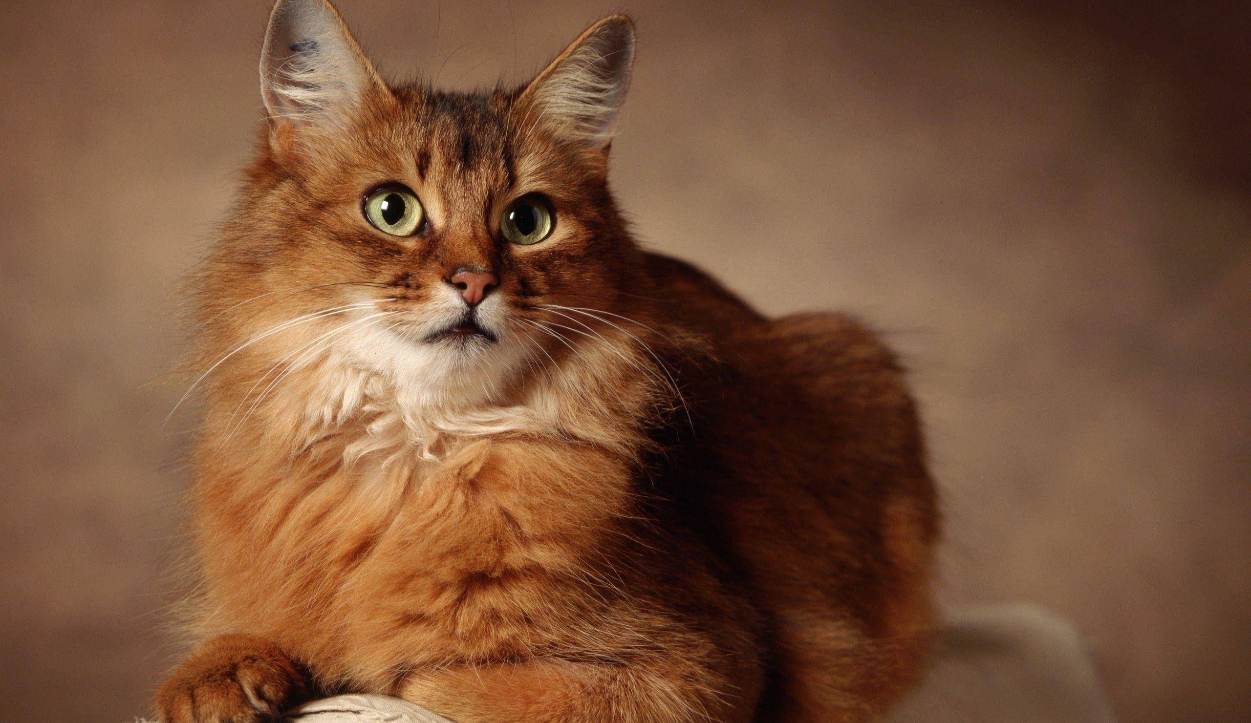 Cat eNCZ_R4yG