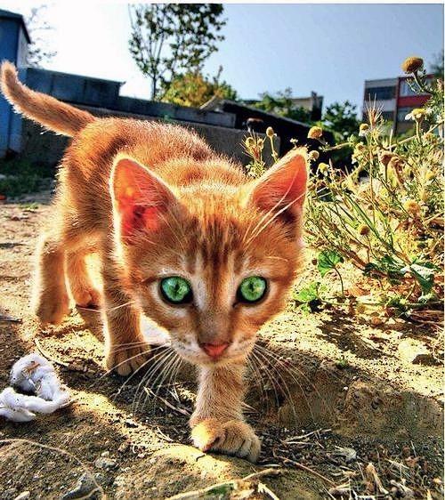 Cat ea0