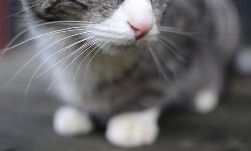 Cat ea3
