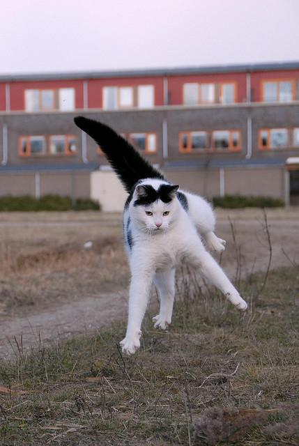 Cat ea7