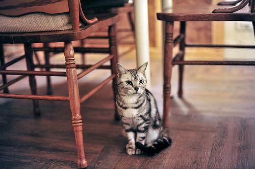 Cat eac