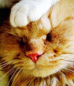 Cat eah