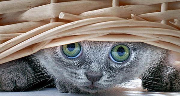 Cat eaj