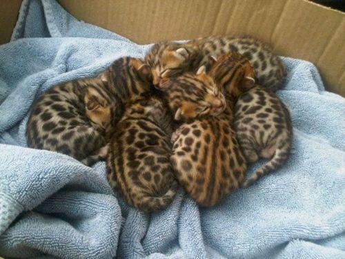 Cat eal