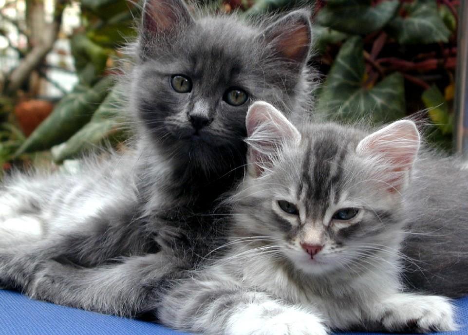 Cat eap