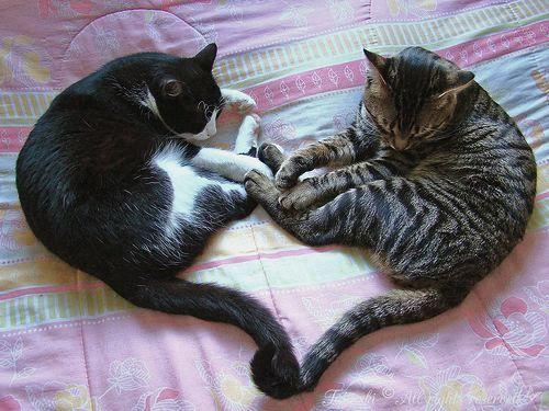Cat eb0