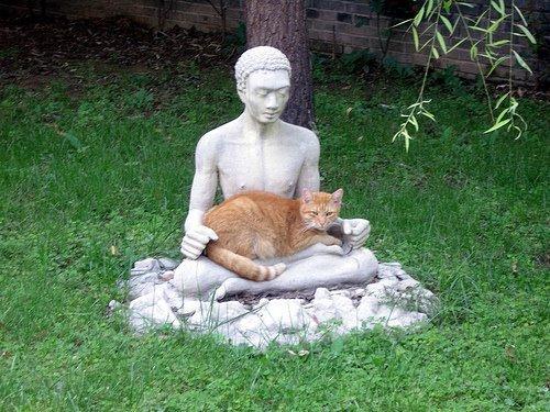 Cat eba