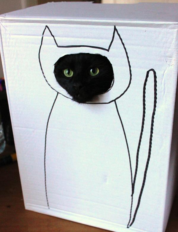 Cat ebc